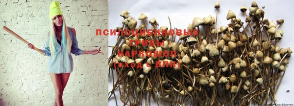 каннабис Покачи